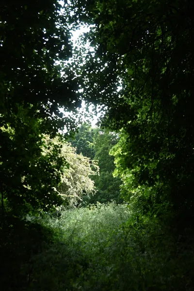 DSC_5940 (Large).JPG